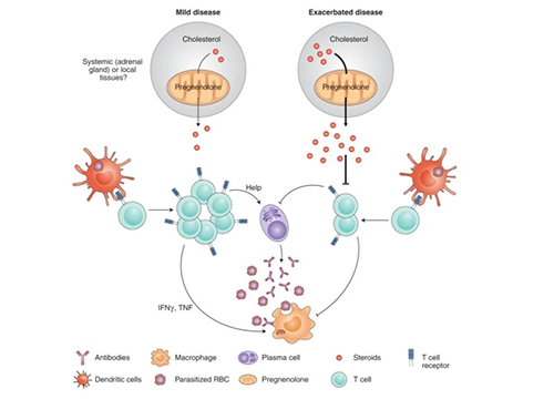 Immunometabolism Pathway in Malaria