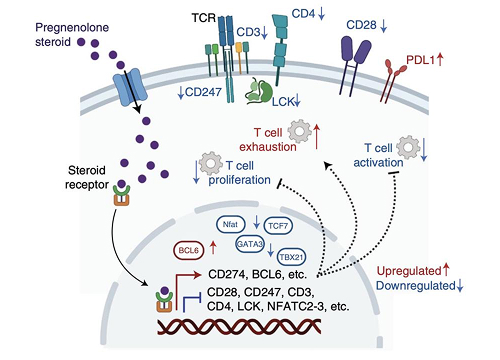 Steroid Receptor Signaling in T Cells