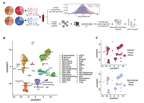 Single-Cell RNA Sequencing Longitudinal Cohort Study of Pediatric Malaria